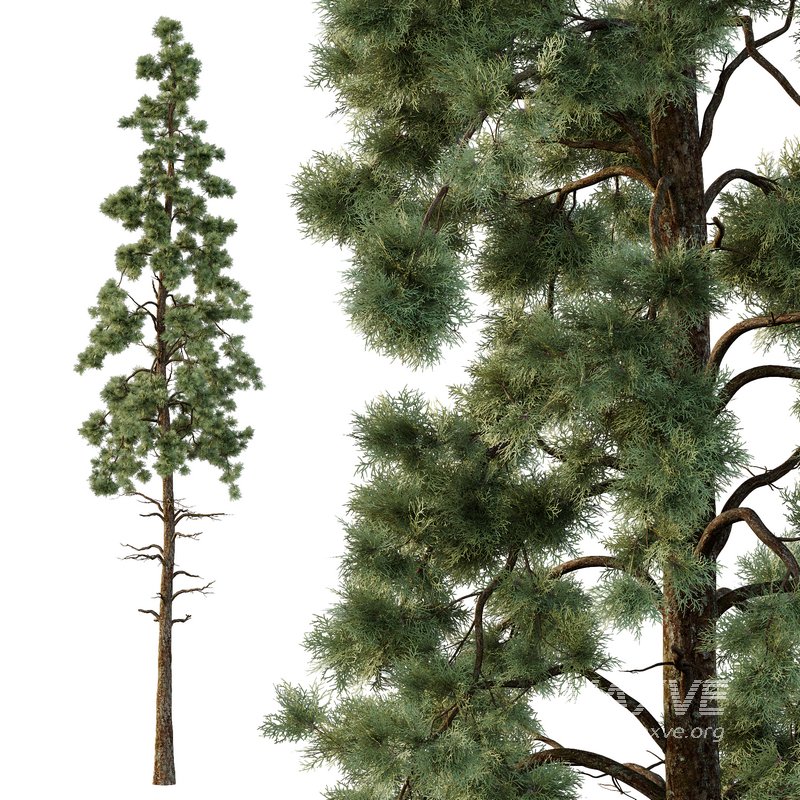 Pinus tree005 - Image 4