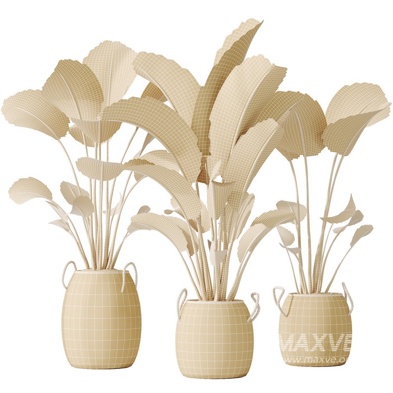 AV Indoor plants set 142 Ravenala Banana Strelitzia Nicolai Bird Of Paradise - Image 7