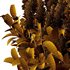 Argyrocytisus battandieri 09 - Thumbnail 3