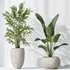 AV Indoor plants set 151 Beech Olea Europaea Olive and Lutescens Areca Palm and Mountain Kentia Palm and Strelitzia Reginae Nicolai - Thumbnail 6