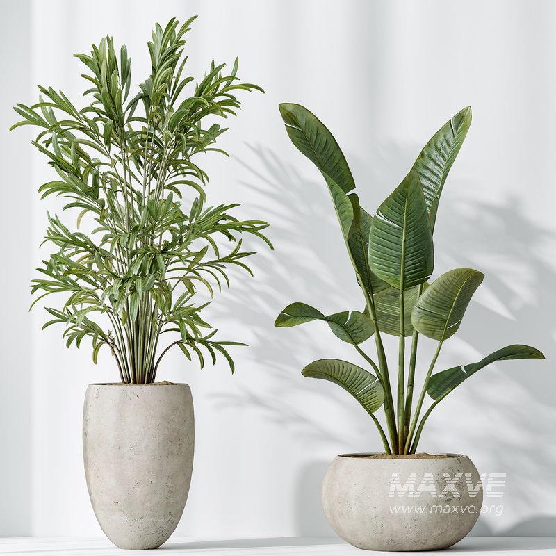 AV Indoor plants set 151 Beech Olea Europaea Olive and Lutescens Areca Palm and Mountain Kentia Palm and Strelitzia Reginae Nicolai - Image 6