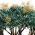 Dracaena Draco-Canary Islands Dragon Tree-04 - Thumbnail 2