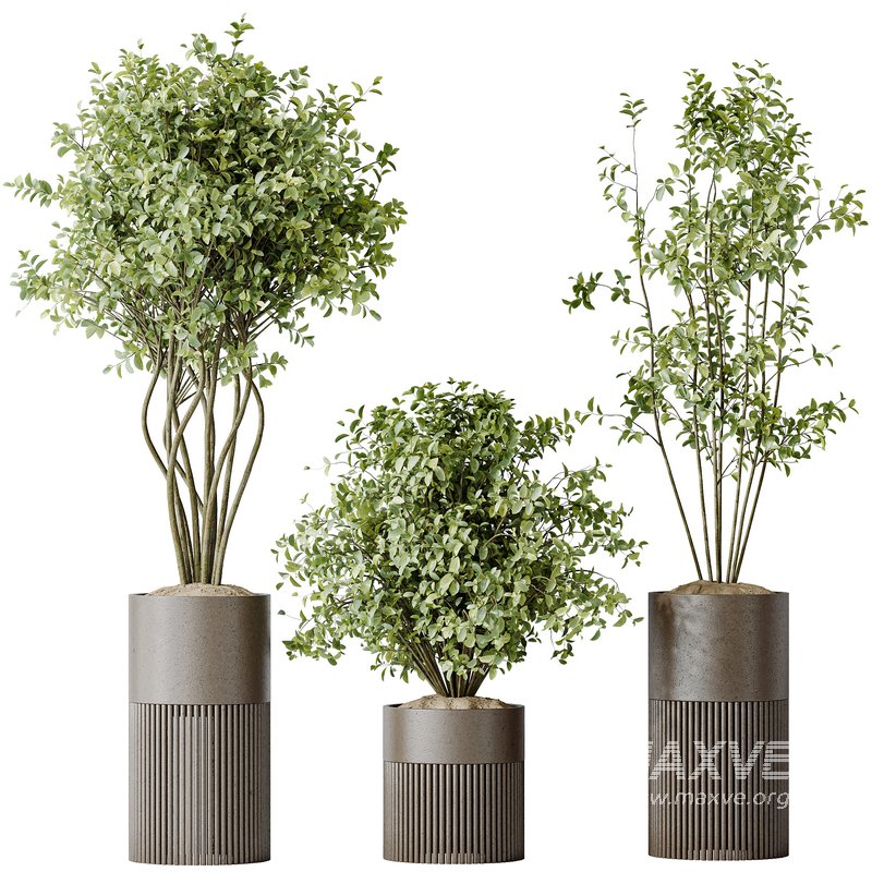 AV Indoor plants set 134 Beech Olea Europaea Olive and Ficus Benjamina African Fig and Mountain Kentia Palm - Image 3