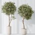 AV Indoor plants set 145 Olive Artificial Olivo Olea Tree - Thumbnail 4