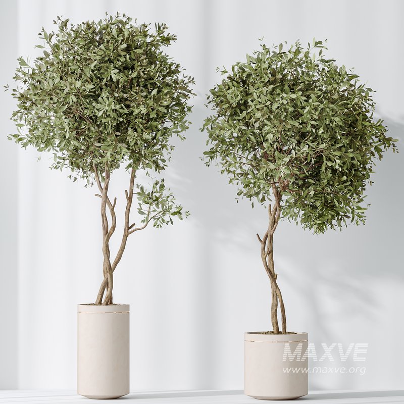 AV Indoor plants set 145 Olive Artificial Olivo Olea Tree - Image 4