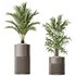 AV Indoor plants set 129 Beech Olea Europaea Olive and Lutescens Areca Palm and Paradise Kentia Everlasting and Yucca Aloifolia - Thumbnail 1