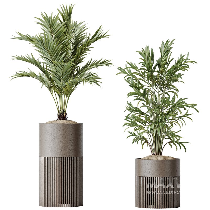 AV Indoor plants set 129 Beech Olea Europaea Olive and Lutescens Areca Palm and Paradise Kentia Everlasting and Yucca Aloifolia - Image 1