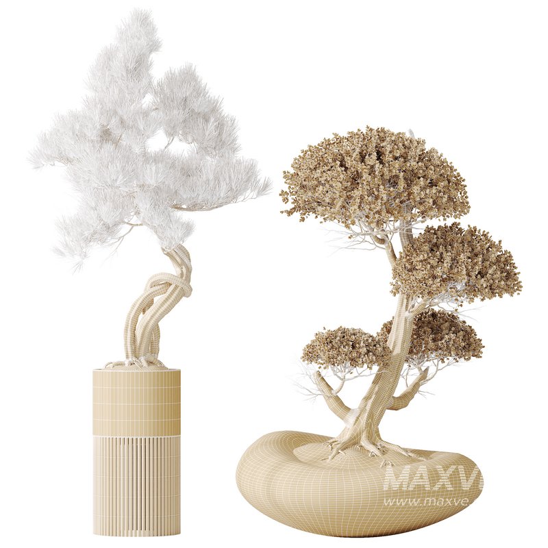 AV Indoor plants set 139 Bonsai Pinus Pentaphylla Thunbergi and Ficus Retusa Microcarpa Bonsai Ginseng - Image 12