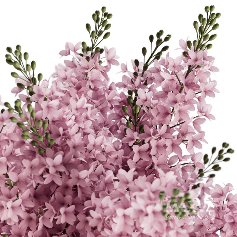 Elegant Pink White Lilac Flower in Glass Vases - Image 4