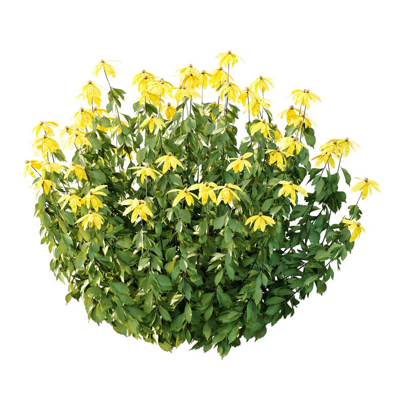 Rudbeckia laciniata Plant 02 - Image 5