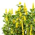 Argyrocytisus battandieri 10 -4 Plants - Thumbnail 6