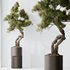 AV Indoor plants set 139 Bonsai Pinus Pentaphylla Thunbergi and Ficus Retusa Microcarpa Bonsai Ginseng - Thumbnail 7