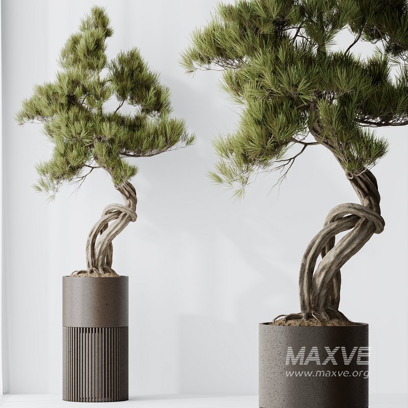 AV Indoor plants set 139 Bonsai Pinus Pentaphylla Thunbergi and Ficus Retusa Microcarpa Bonsai Ginseng - Image 7