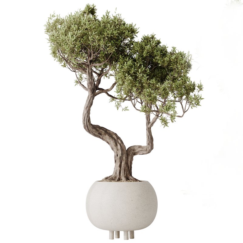 AV Indoor plants set 138 Ficus Retusa Microcarpa Bonsai Ginseng - Image 3