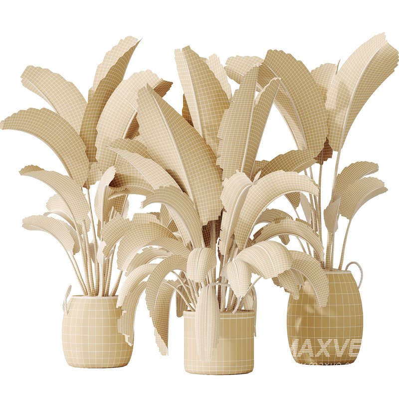 AV Indoor plants set 140 Ravenala Banana Strelitzia Nicolai Bird Of Paradise - Image 6