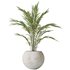 AV Indoor plants set 151 Beech Olea Europaea Olive and Lutescens Areca Palm and Mountain Kentia Palm and Strelitzia Reginae Nicolai - Thumbnail 4
