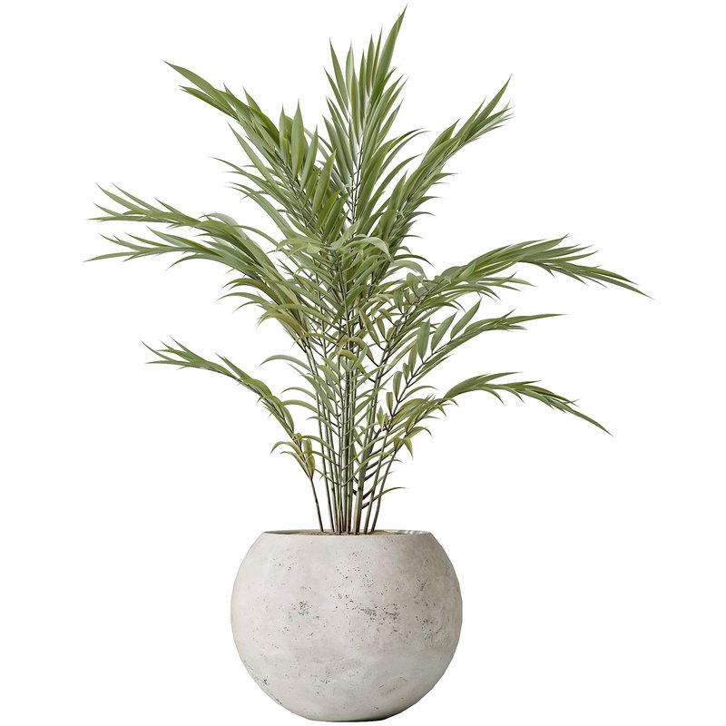 AV Indoor plants set 151 Beech Olea Europaea Olive and Lutescens Areca Palm and Mountain Kentia Palm and Strelitzia Reginae Nicolai - Image 4