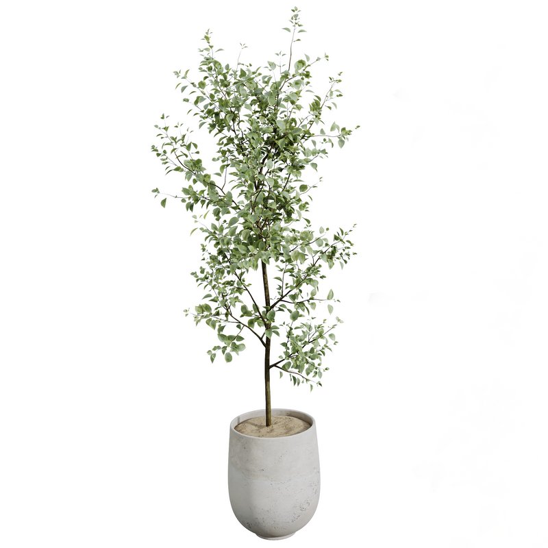 AV Indoor plants set 141 Beech Olea Europaea Olive and Aloifolia Rostrata Palm and Cyara Areca Palm - Image 8