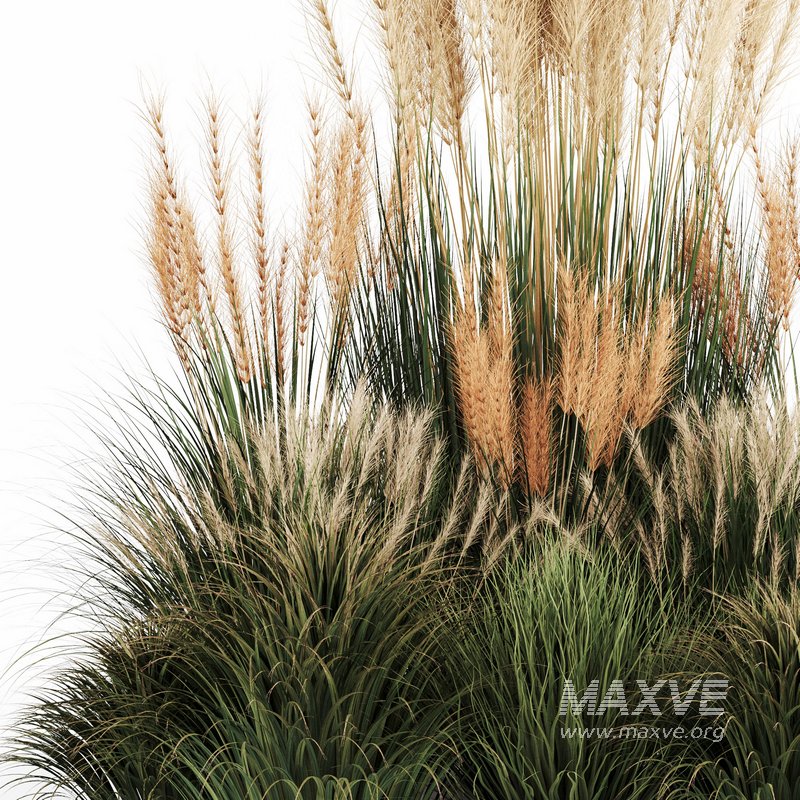 Bush-Bush set-09 - Image 4