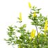 Argyrocytisus battandieri 04 - Thumbnail 5