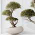 AV Indoor plants set 139 Bonsai Pinus Pentaphylla Thunbergi and Ficus Retusa Microcarpa Bonsai Ginseng - Thumbnail 8