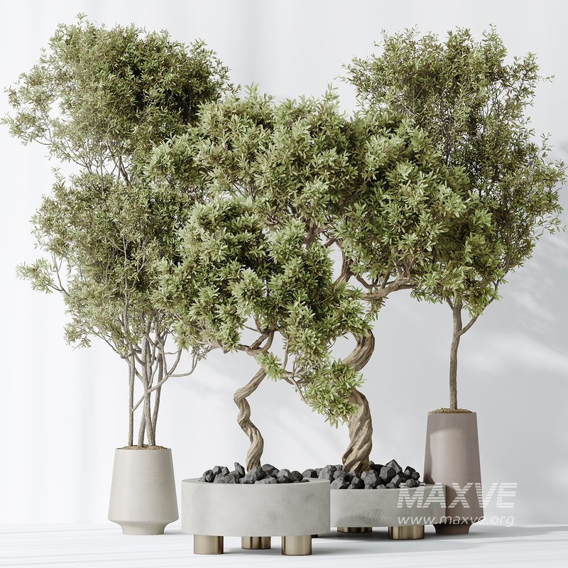 AV Indoor plants set 131 Mission Kalamata Leccino Arbequina Wilsonii Chemlali Olive - Image 2