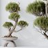 AV Indoor plants set 152 Ficus Retusa Microcarpa Bonsai Ginseng and Bonsai Pinus Pentaphylla Thunbergii - Thumbnail 2