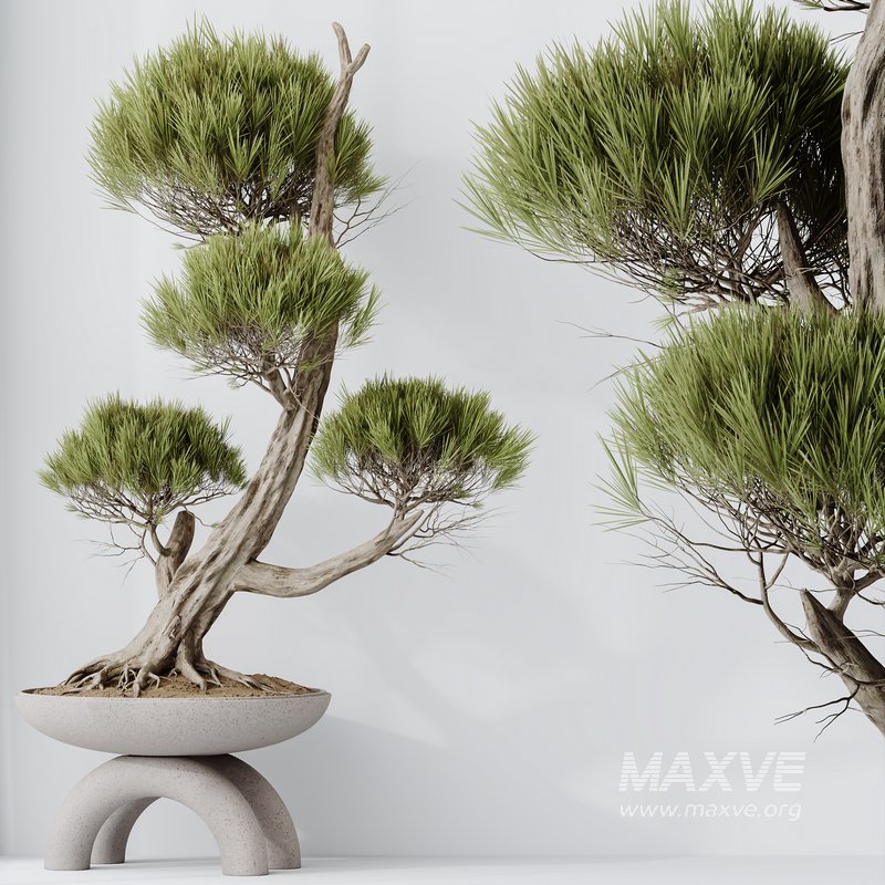 AV Indoor plants set 152 Ficus Retusa Microcarpa Bonsai Ginseng and Bonsai Pinus Pentaphylla Thunbergii - Image 2