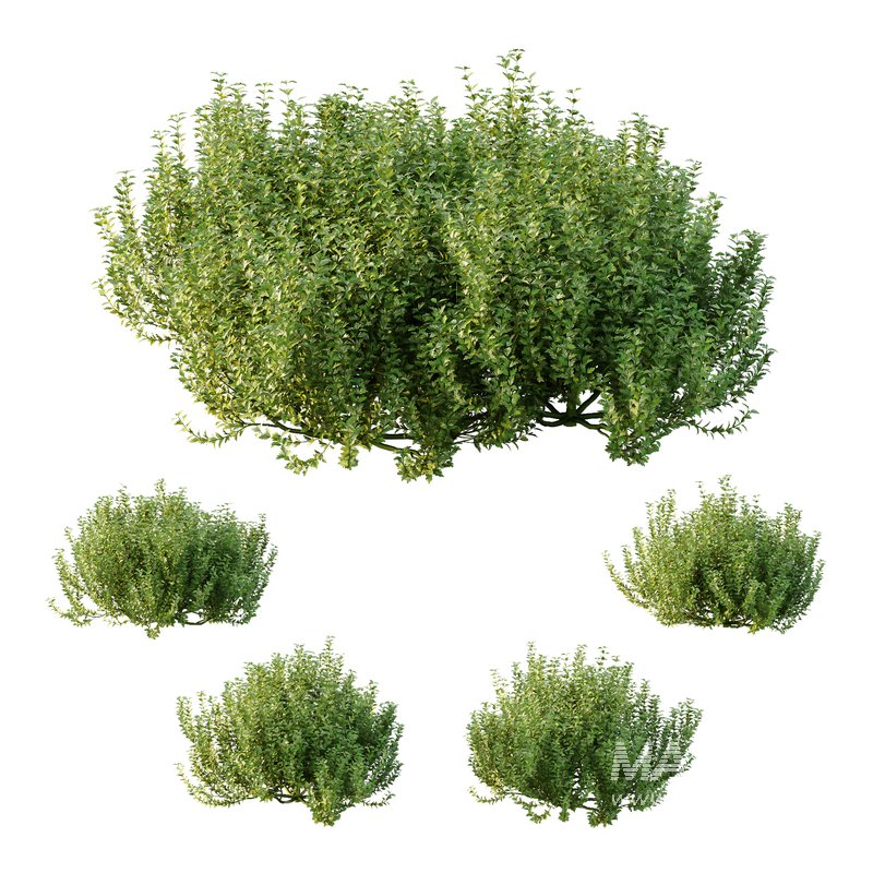 ntal plant, kept for its large, showy flowers. - Image 5