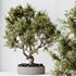 AV Indoor plants set 152 Ficus Retusa Microcarpa Bonsai Ginseng and Bonsai Pinus Pentaphylla Thunbergii - Thumbnail 5
