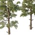 Chamaecyparis thyoides Tree004 - Thumbnail 2