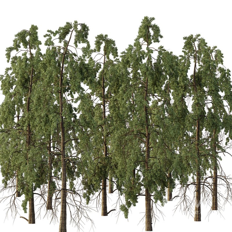 Chamaecyparis thyoides Tree006 - Image 3