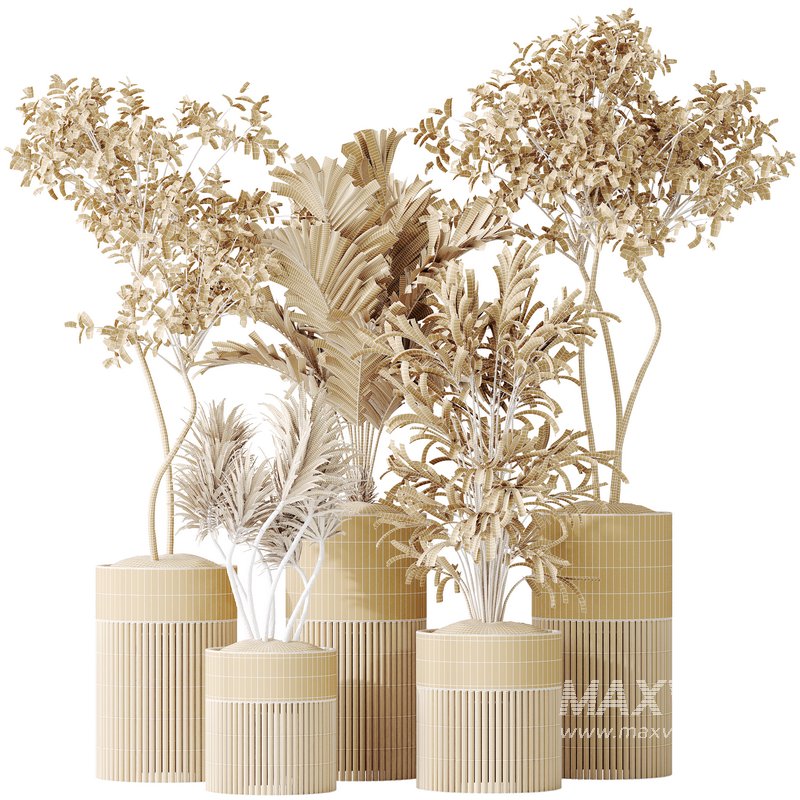 AV Indoor plants set 129 Beech Olea Europaea Olive and Lutescens Areca Palm and Paradise Kentia Everlasting and Yucca Aloifolia - Image 8