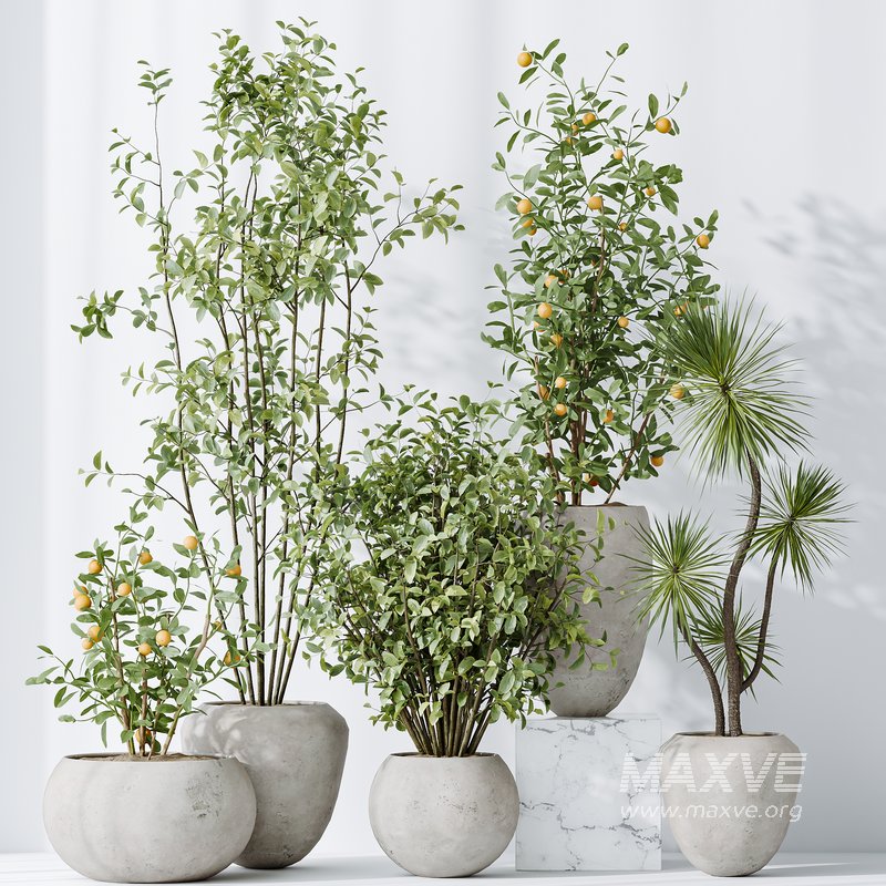 AV Indoor plants set 132 Bonsai China Orange Tree and Beech Olea Europaea Olive and Aloifolia Rostrata Palm - Image 6