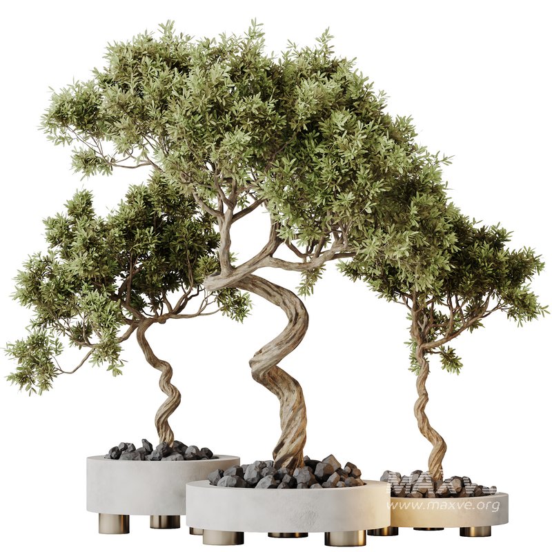 AV Indoor plants set 153 Mission Kalamata Leccino Arbequina Wilsonii Chemlali Olive - Image 2