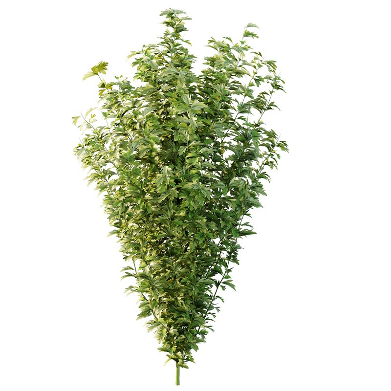 romneya coulter Plant 09 (5 Model) - Image 4