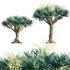 Dracaena Draco-Canary Islands Dragon Tree - Thumbnail 1