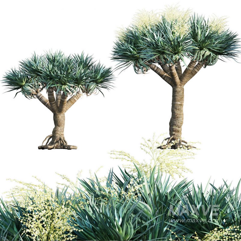 Dracaena Draco-Canary Islands Dragon Tree - Image 1