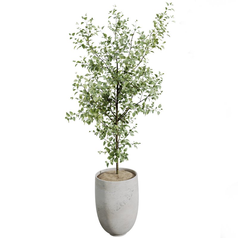 AV Indoor plants set 141 Beech Olea Europaea Olive and Aloifolia Rostrata Palm and Cyara Areca Palm - Image 4