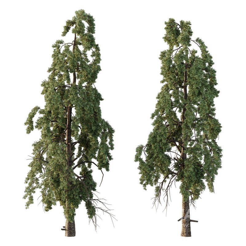 Chamaecyparis thyoides Tree005 - Image 1