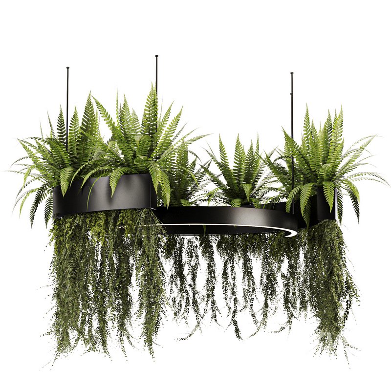 Indoorplants-Hanging plants set-84 - Image 1