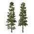 Chamaecyparis thyoides Tree004 - Thumbnail 1