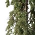 Chamaecyparis thyoides Tree005 - Thumbnail 4