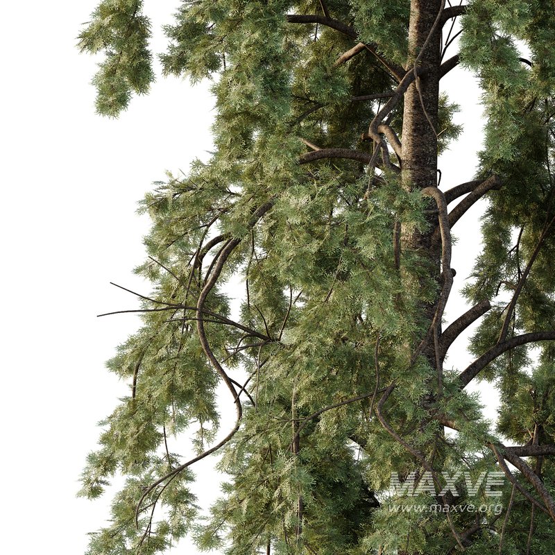 Chamaecyparis thyoides Tree005 - Image 4