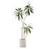 AV Indoor plants set 153 Beech Olea Europaea Olive Eucalyptu and Aloifolia Rostrata Palm and Ficus Cyathistipula African Fig - Thumbnail 5