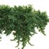 Juniperus procumbens – Garden Juniper 02 - Thumbnail 2