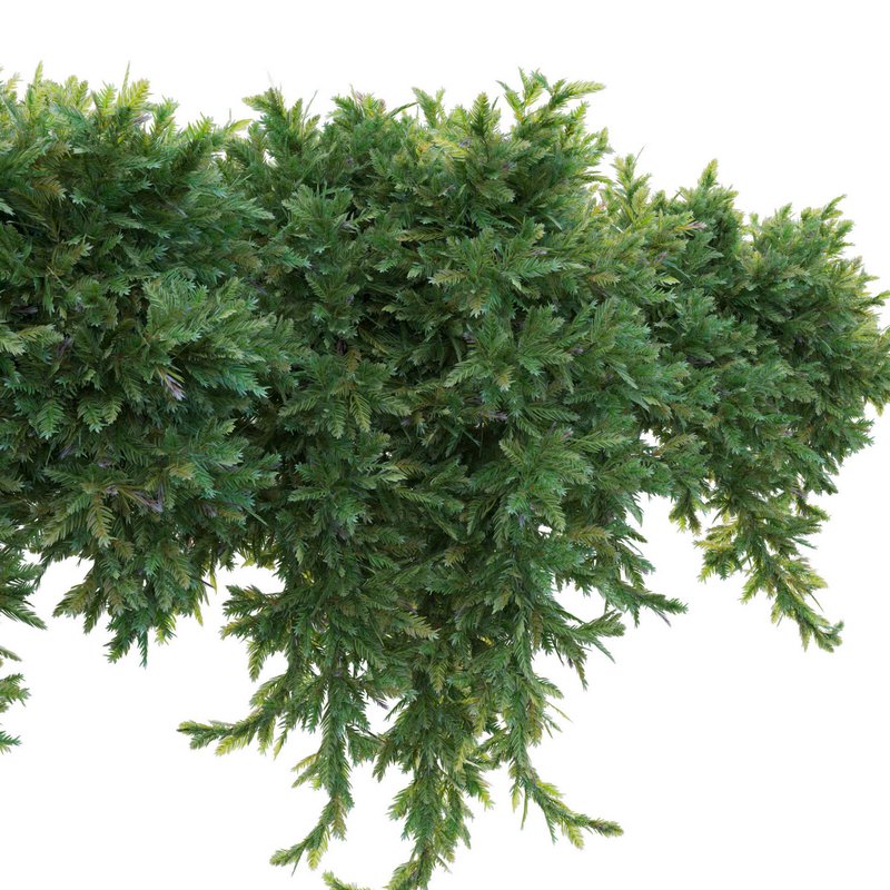Juniperus procumbens – Garden Juniper 02 - Image 2