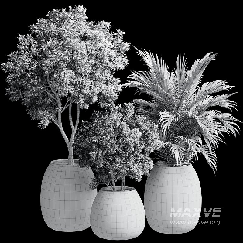 Outdoor Plant 37 - Image 5