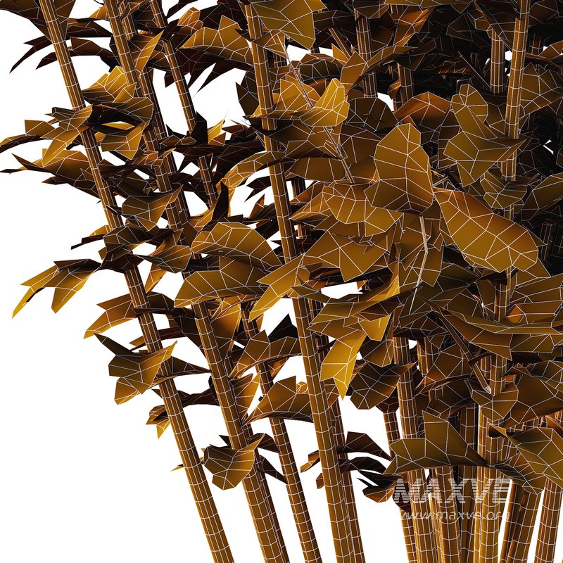 romneya coulter Plant 09 (5 Model) - Image 5