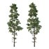 Chamaecyparis thyoides Tree01 - Thumbnail 2